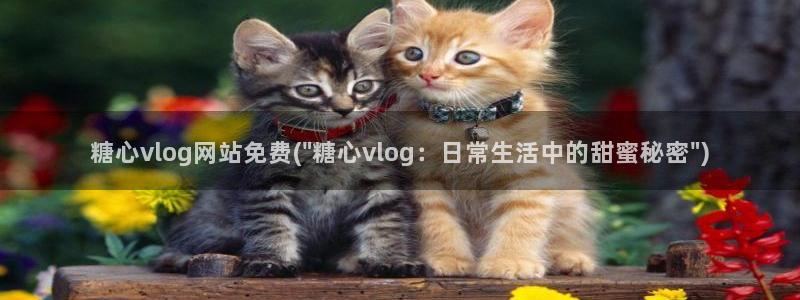 糖心vlog女主角多乙：糖心vlog网站免费(\